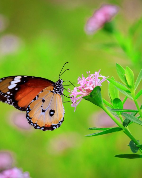Sumba island national park butterfly - Explore Sumba island national parks in Indonesia