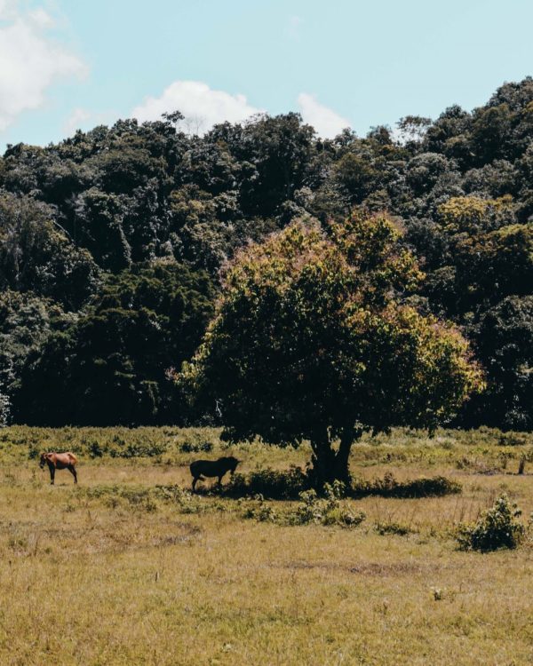 Sumba-island-national-park-horse-Explore-Sumba-island-national-parks-in-Indonesia-5555-scaled Sumba island national park horse - Explore Sumba island national parks in Indonesia