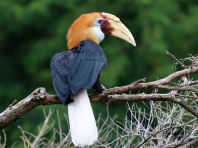 Birds of Sumba island, Indonesia